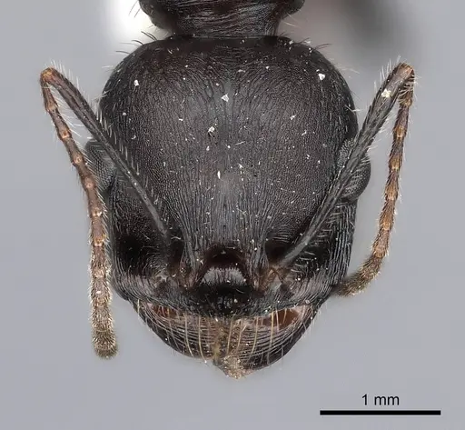 Messor arenarius specimen CASENT0217866 image casent0217866_2