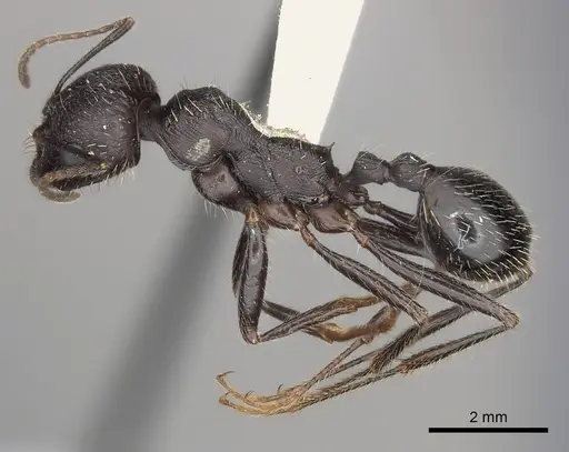 Messor arenarius specimen CASENT0217866 image casent0217866_3