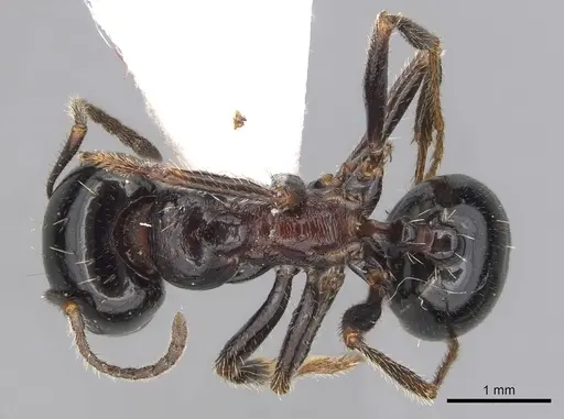 Messor arenarius specimen CASENT0249414 image casent0249414_1