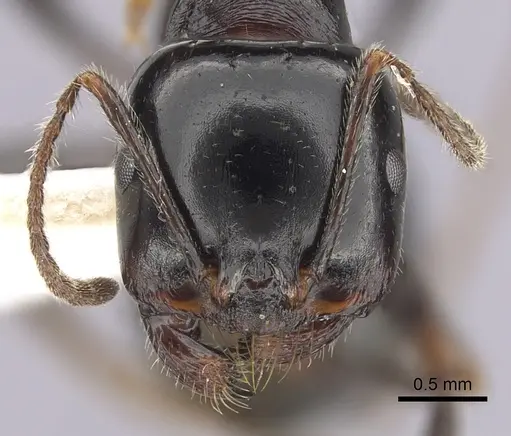 Messor arenarius specimen CASENT0249414 image casent0249414_2
