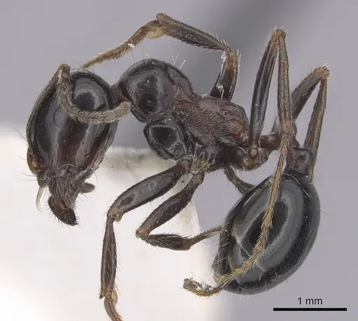 Messor arenarius specimen CASENT0249414 image casent0249414_3
