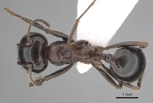 Messor arenarius specimen CASENT0249423 image casent0249423_1