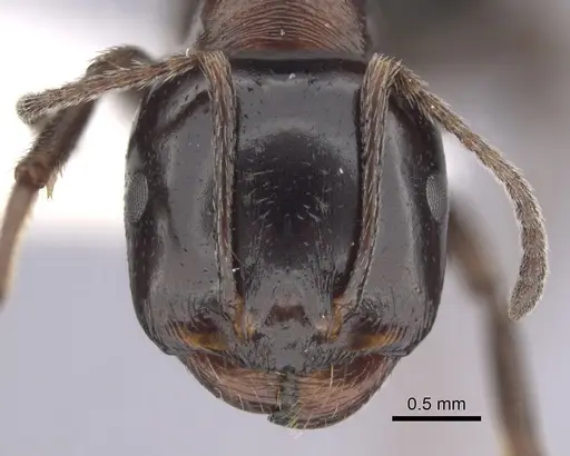 Messor arenarius specimen CASENT0249423 image casent0249423_2