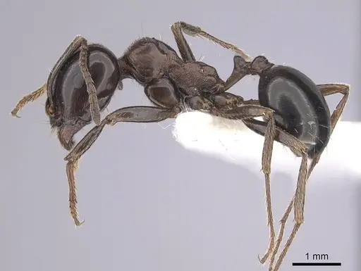Messor arenarius specimen CASENT0249423 image casent0249423_3