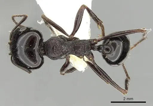 Messor arenarius specimen CASENT0249860 image casent0249860_1