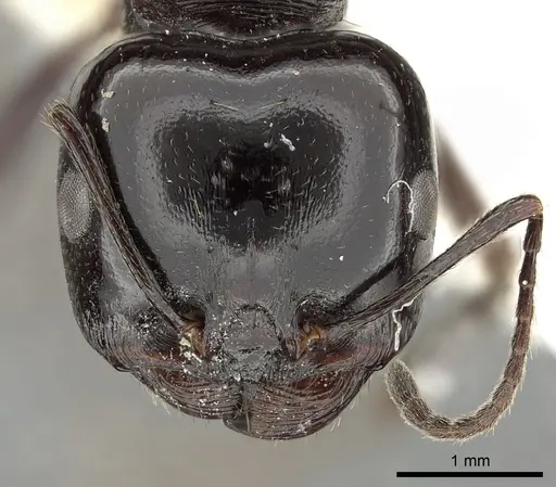 Messor arenarius specimen CASENT0249860 image casent0249860_2