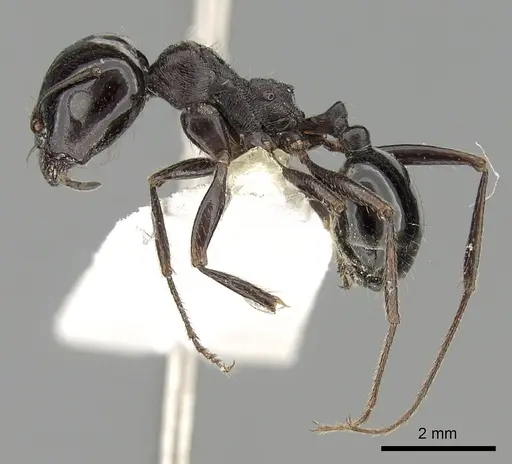 Messor arenarius specimen CASENT0249860 image casent0249860_3