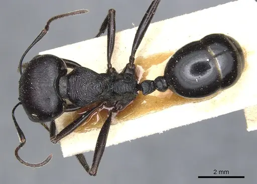 Messor arenarius specimen CASENT0904137 image casent0904137_1