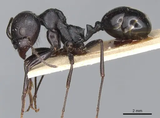 Messor arenarius specimen CASENT0904137 image casent0904137_3