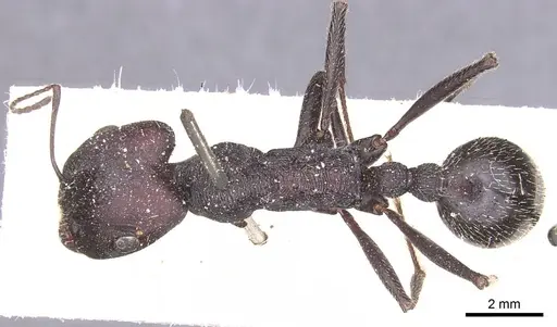 Messor arenarius specimen CASENT0913157 image casent0913157_1