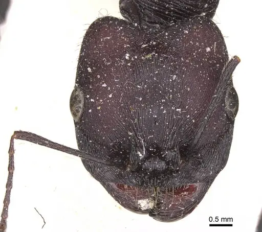 Messor arenarius specimen CASENT0913157 image casent0913157_2