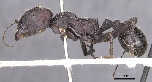 Messor arenarius specimen CASENT0913157 image casent0913157_3