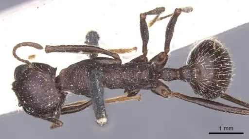 Messor arenarius specimen CASENT0913158 image casent0913158_1