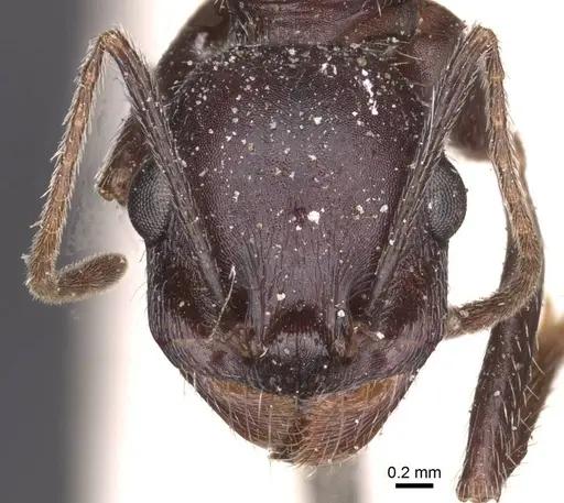 Messor arenarius specimen CASENT0913158 image casent0913158_2