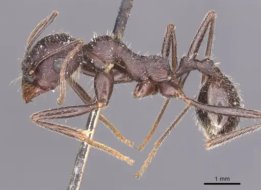 Messor arenarius specimen CASENT0913158 image casent0913158_3