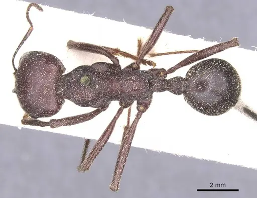 Messor arenarius specimen CASENT0913159 image casent0913159_1