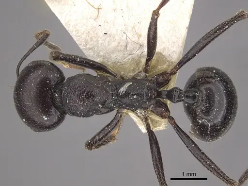 Messor arenarius specimen CASENT0917755 image casent0917755_1