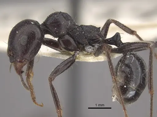 Messor arenarius specimen CASENT0917755 image casent0917755_4