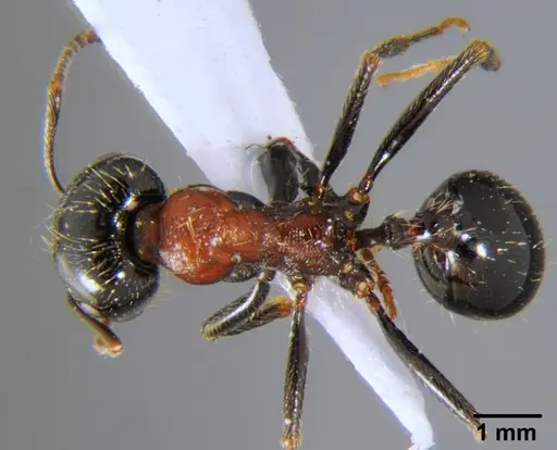 Messor arenarius specimen CFH000073 image cfh000073_1