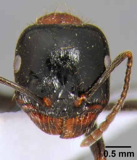 Messor arenarius specimen CFH000073 image cfh000073_2
