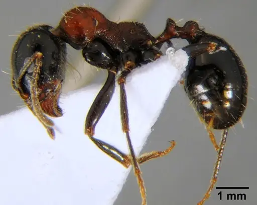 Messor arenarius specimen CFH000073 image cfh000073_3