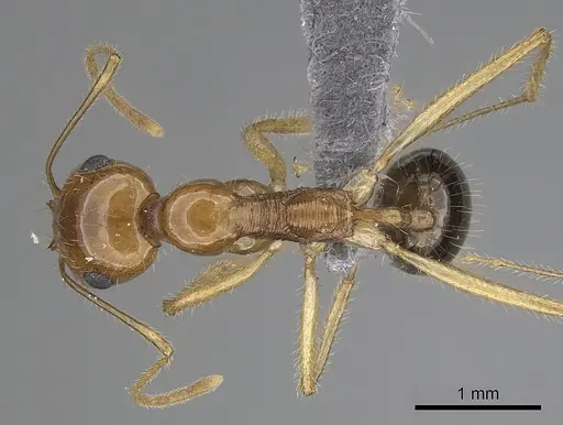 Messor asmaae specimen CASENT0264214 image casent0264214_1