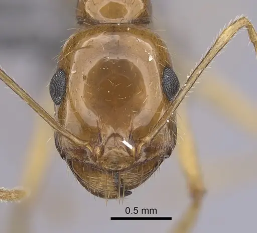 Messor asmaae specimen CASENT0264214 image casent0264214_2