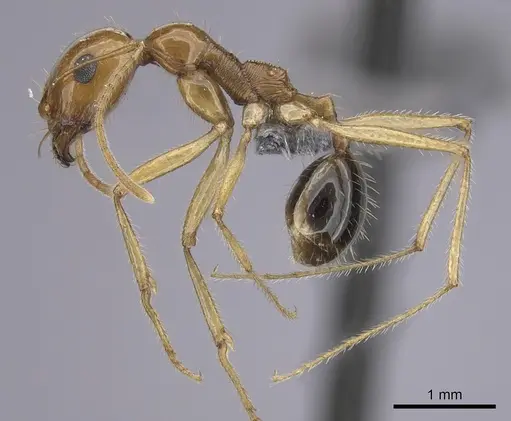 Messor asmaae specimen CASENT0264214 image casent0264214_3
