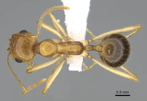 Messor asmaae specimen CASENT0922290 image casent0922290_1