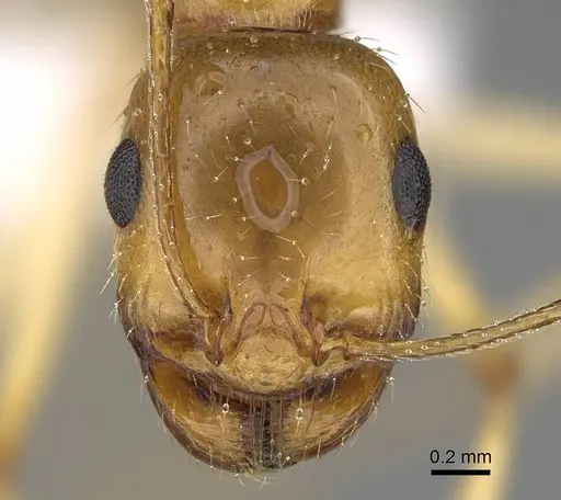 Messor asmaae specimen CASENT0922290 image casent0922290_2