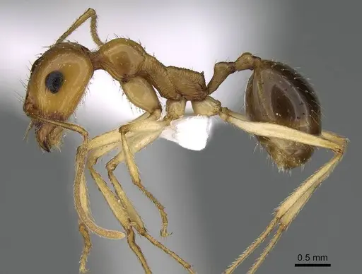 Messor asmaae specimen CASENT0922290 image casent0922290_3