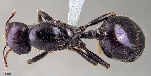 Messor barbarus specimen ANTWEB1041855 image antweb1041855_1