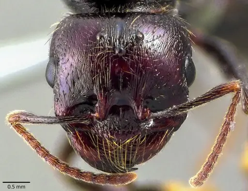 Messor barbarus specimen ANTWEB1041855 image antweb1041855_2