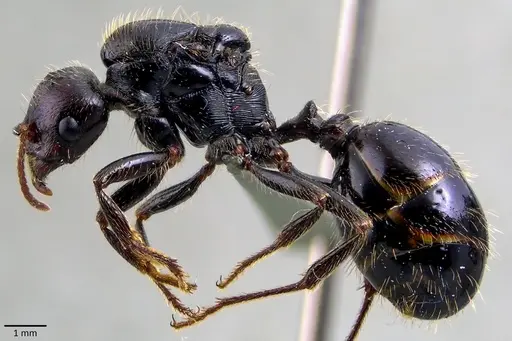 Messor barbarus specimen ANTWEB1041855 image antweb1041855_3
