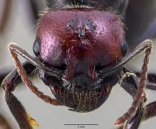 Messor barbarus specimen ANTWEB1060033 image antweb1060033_2