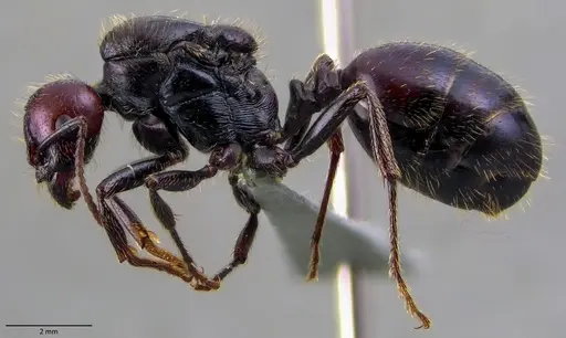 Messor barbarus specimen ANTWEB1060033 image antweb1060033_3