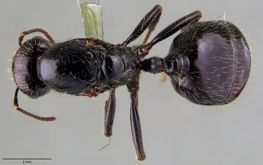 Messor barbarus specimen ANTWEB1060034 image antweb1060034_1