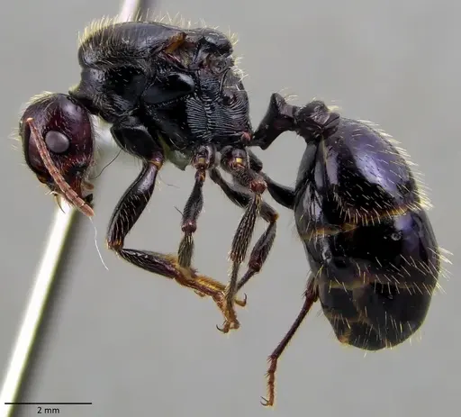 Messor barbarus specimen ANTWEB1060034 image antweb1060034_3