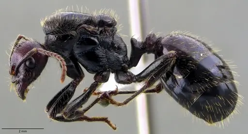 Messor barbarus specimen ANTWEB1060035 image antweb1060035_3