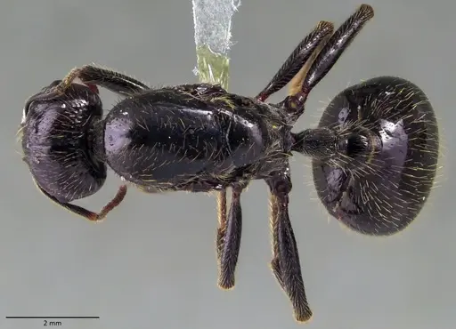 Messor barbarus specimen ANTWEB1060036 image antweb1060036_1