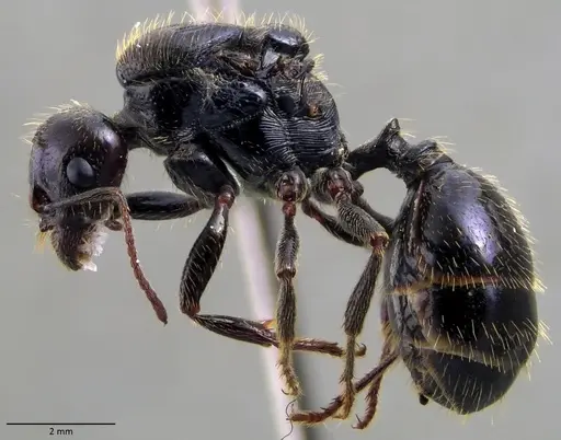Messor barbarus specimen ANTWEB1060036 image antweb1060036_3