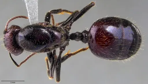 Messor barbarus specimen ANTWEB1060037 image antweb1060037_1