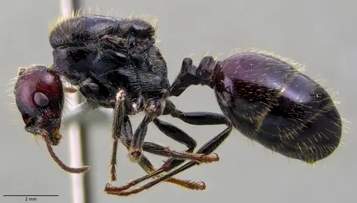 Messor barbarus specimen ANTWEB1060037 image antweb1060037_3