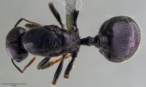 Messor barbarus specimen ANTWEB1060038 image antweb1060038_1