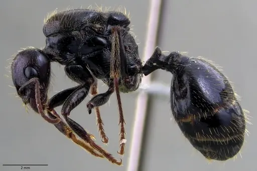 Messor barbarus specimen ANTWEB1060038 image antweb1060038_3