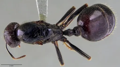 Messor barbarus specimen ANTWEB1060039 image antweb1060039_1