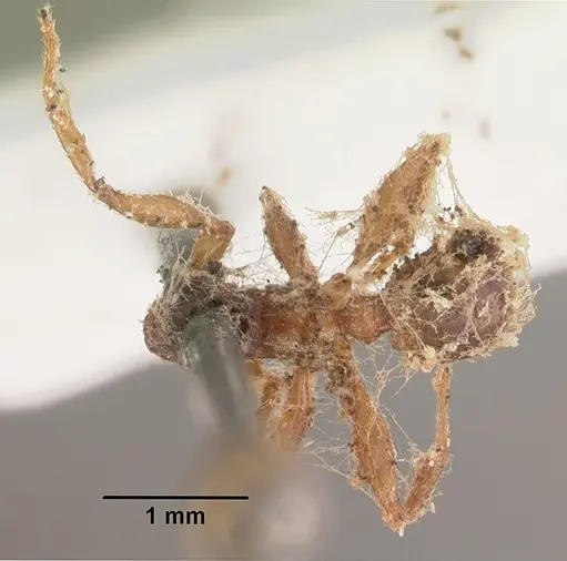 Messor barbarus specimen CASENT0102531 image casent0102531_1