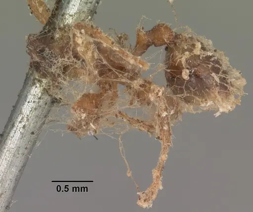 Messor barbarus specimen CASENT0102531 image casent0102531_3