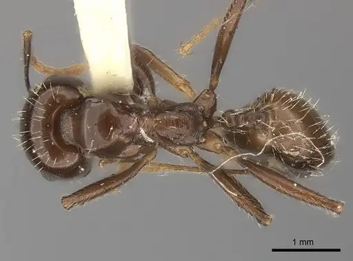 Messor barbarus specimen CASENT0217878 image casent0217878_1