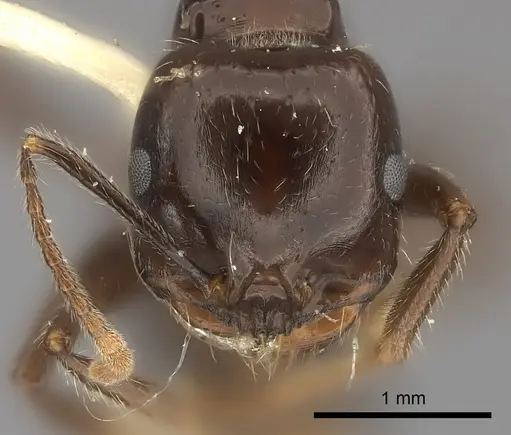 Messor barbarus specimen CASENT0217878 image casent0217878_2